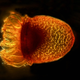 Image for article titled Parasites, deadly bugs and fungi are more beautiful than you could possibly imagine
